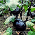 E07 Shengyuan No.1 black round eggplant seeds, f1 hybrid eggplant seeds